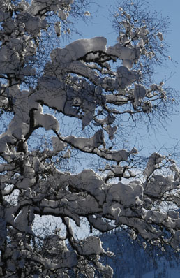 Winter im Allg&auml;u